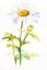 Picture of DAISY APRIL
