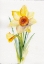 Picture of DAFFODIL MARCH