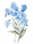 Picture of FORGET ME NOT FLOWER 3