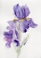 Picture of IRIS FEBRUARY II