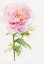 Picture of PEONY NOVEMBER