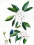 Picture of AMONGSTTHERHODODENDRON