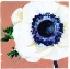 Picture of ANEMONE
