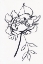 Picture of BLACK AND WHITE PEONY SMALL