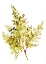 Picture of FERN