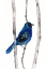 Picture of INDIGO BUNTING