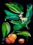 Picture of KUMQUAT SMALL