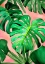 Picture of MONSTERA