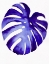 Picture of MONSTERA2