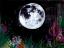 Picture of NEW MOON