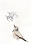 Picture of NORTHERN FLICKER