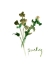 Picture of PARSLEY1