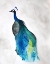 Picture of PEACOCKIV