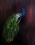 Picture of PEACOCKONDARK
