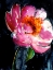 Picture of PEONY II