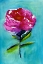 Picture of PEONY