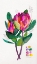 Picture of PROTEA SKETCH SMALL