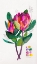 Picture of PROTEA SKETCH