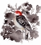 Picture of RED BELLIED WOODPECKER