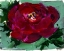 Picture of RED PEONY