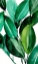 Picture of RUBBER TREE PLANT