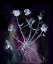 Picture of SECRET GARDEN II