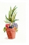 Picture of SUCCULENT GARDEN