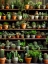 Picture of CACTUS AND SUCCULENTS 2