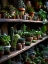 Picture of CACTUS AND SUCCULENTS 3