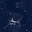 Picture of STARRY SHARK