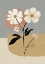 Picture of MINIMALIST FLOWERS 02
