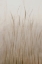 Picture of MEADOW GRASS