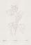 Picture of IN TULIPS (BROWN)
