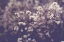 Picture of FADING AUTUMN