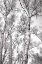 Picture of BIRCH TREES