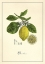 Picture of LEMON