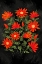 Picture of LADYBUG FLOWERS RED