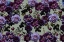 Picture of GOTHIC_MOSS