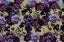 Picture of GOTHIC_GOLD MOSS