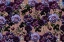 Picture of GOTHIC _GOLD PRUPLE