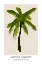 Picture of BOTANICAL COLLECTION NR. 6