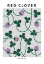 Picture of RED CLOVER - NATIONAL FLOWER OF DENMARK