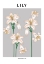 Picture of LILY - NATIONAL FLOWER OF ITALY