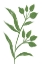 Picture of GREEN GRAIN