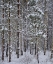 Picture of SWEDISH SNOW TREES
