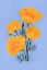 Picture of BOUQUET OF ORANGE CALIFORNIA POPPIES