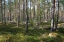 Picture of SWEDISH FORREST