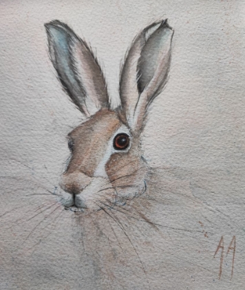Picture of HARE