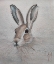 Picture of HARE