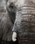 Picture of ELEPHANT